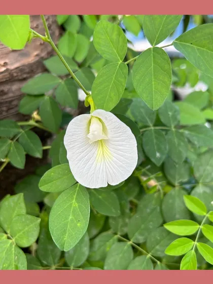 The beautiful white flower of Shankhpushpi (Clitoria ternatea), a native climbing plant. Beyond its ornamental appeal, this plant is renowned in Ayurveda for its cognitive benefits, making it a perfect example of a plant that is both beautiful and functional.