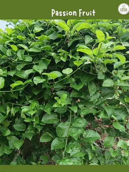 A lush and thriving passion fruit vine at our farm. These vigorous climbers produce delicious and exotic fruit, adding a special touch to any garden.