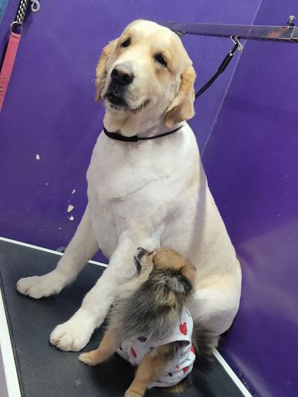 Bengaluru Pet Company - Pet Grooming Our Happy Clients photo 75