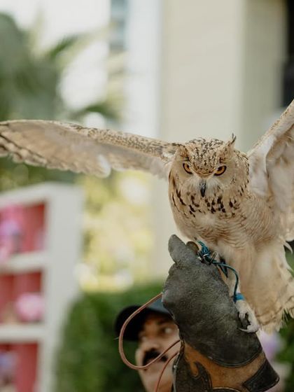 Royal & Themed Weddings photo 13