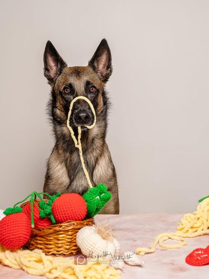 Pragalbh - Commercial Pet Photography Creative & Themed Campaigns photo 11