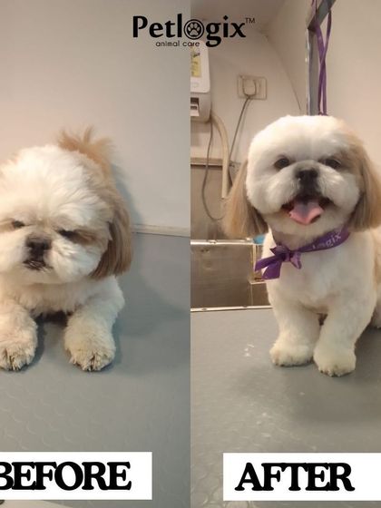 This Shih Tzu's before and after shows the power of a great haircut. We carefully shape the fur to create a clean, rounded look that is simply adorable.
