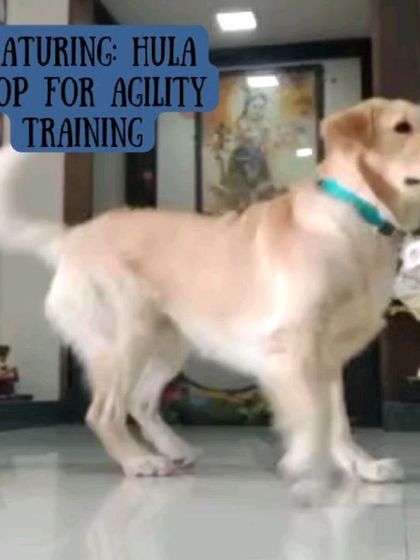 Momo is a pro at hula hoop agility! This kind of training builds confidence, coordination, and strengthens your bond.