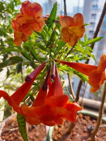 Bringing a riot of colours to your space is one of my favorite things to do. These vibrant orange trumpet vine flowers are excellent for attracting birds and adding a pop of cheer to any garden.