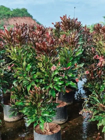A collection of potted shrubs with deep red and green foliage, suitable for adding color and texture to garden beds.