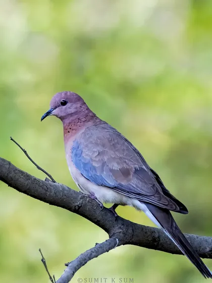 A Laughing Dove, whose gentle cooing sounds like soft laughter. A common bird with a peaceful presence.