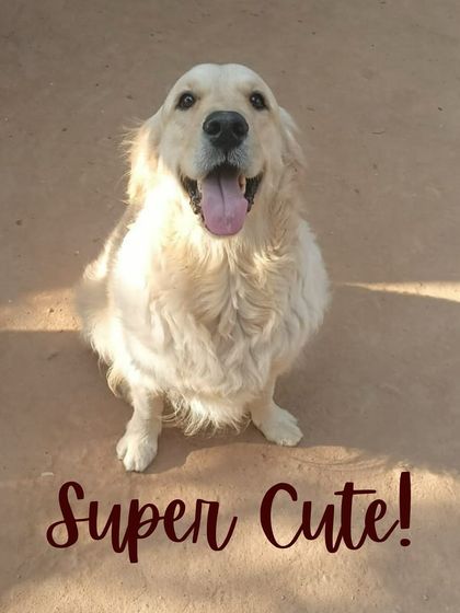 Petspace - Dog Boarding The Happy Faces Gallery photo 4