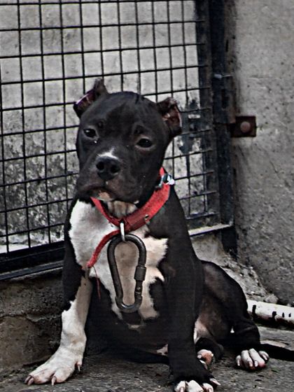 A young Sultan looking tough with a large carabiner on his collar.