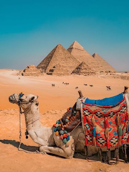 A beautifully decorated camel rests on the sand, with the three Great Pyramids standing majestically behind it.
