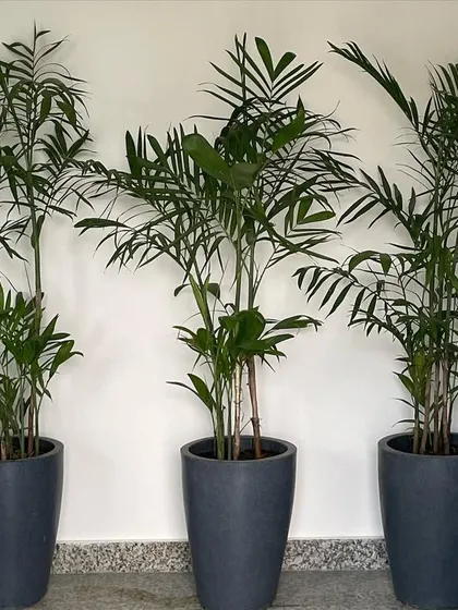 A trio of areca palms in tall, dark grey planters. This is an excellent choice for filling corners or lining hallways in an office, as they are elegant and require minimal light.