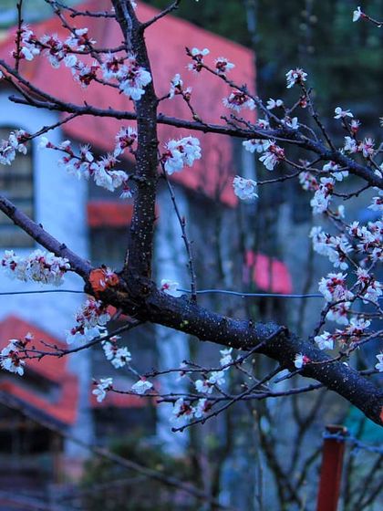 Cherry blossoms frame a distant house in the hills. This composition reminds me that it takes both sun and rain for a flower to grow, just as we need both compliments and criticism to grow as people.