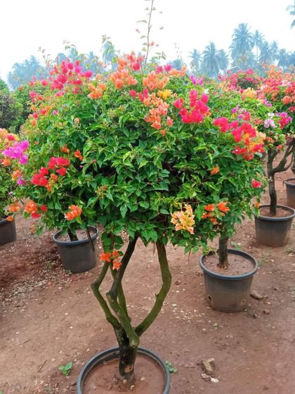 Rakshith Landscaping - Landscape Design & Installation Plant & Tree Supply photo 47