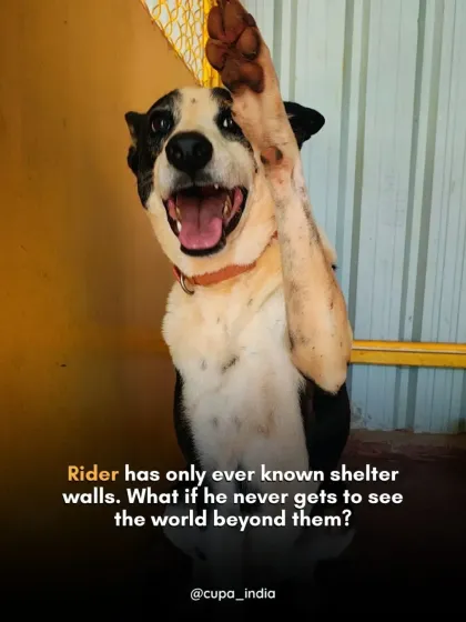 Cupa - Pet Adoption, Fostering & Sponsorship Find Your Canine Companion: Dogs for Adoption photo 10