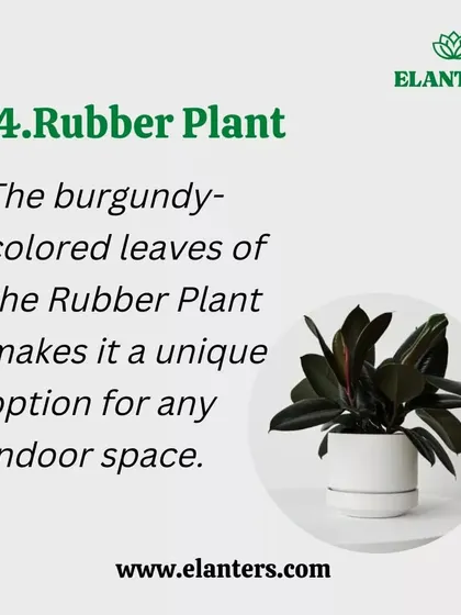 Air Purifier 4: The Rubber Plant. With its striking, dark leaves, this plant is not just a style statement but also an efficient air purifier.