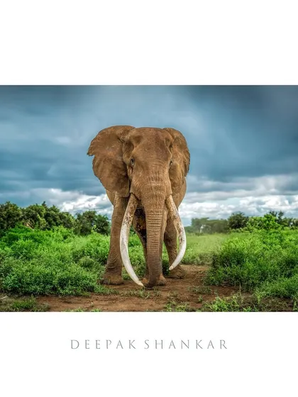 Craig, The Almighty. Finding him is always the highlight of my trips to Amboseli. He is more than just an elephant; he is a personal connection, a symbol of everything we fight to protect.