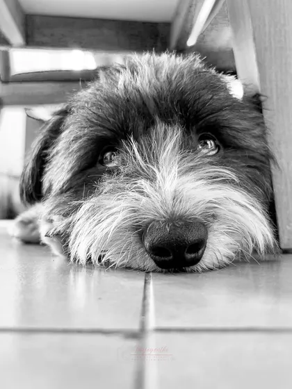 A duplicate of the soulful stare, a timeless black and white portrait from a simple moment at home.