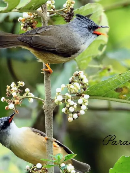 A pair of Black-chinned Yuhinas feeding on berries. These small, social birds are often found in mixed hunting flocks, moving through the forest canopy. This image captures a natural, behavioral moment.