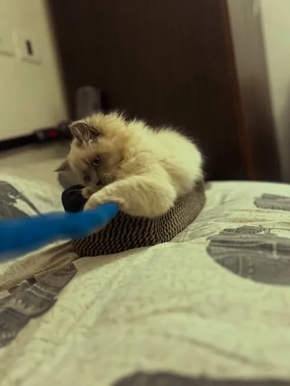 Chameli mid-pounce. Playtime is an important part of the daily routine here.