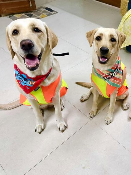 PL Paws - Dog Adoption Services Happy Tails: Our Adoptees in Their Forever Homes photo 105