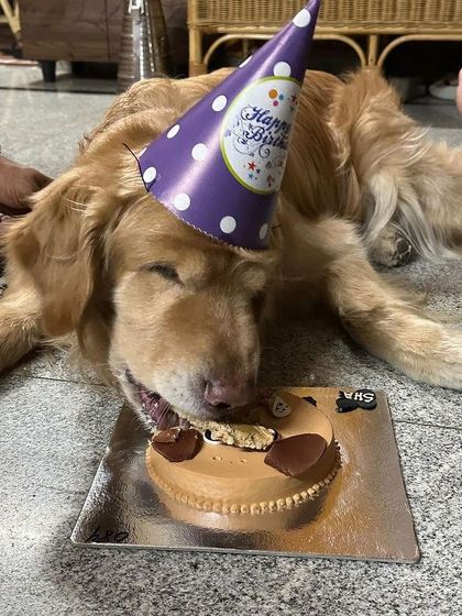 This Golden Retriever is ready to dig into his Buddy Cake. Even with a few bites already gone, you can see the fun dog-face design.