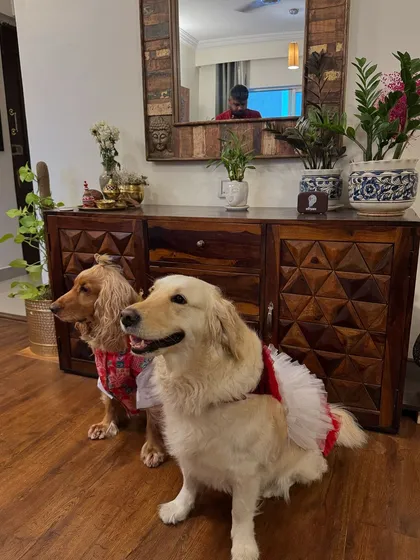 The two furry friends posing for a picture in their festive outfits.