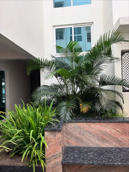 A Dypsis lutescens palm and other foliage soften the hard lines of this building's entrance. Plants are perfect for integrating architecture with the natural environment.