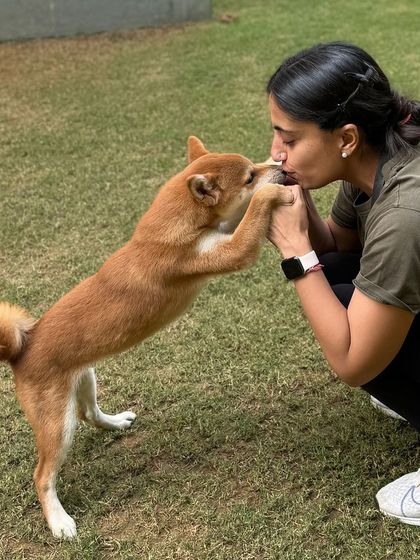 Sweet kisses from a Shiba Inu pup. The affection we get from our students is the best part of the day.