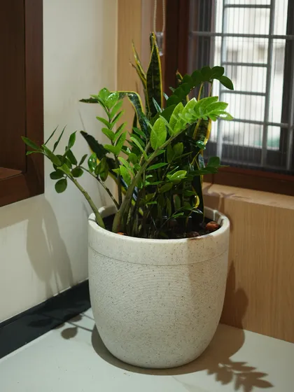 A close-up view of the healthy, vibrant green leaves of the ZZ plant in our custom-branded planter.
