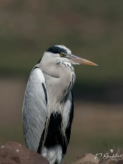 A Grey Heron resting on the banks of the Chambal River.