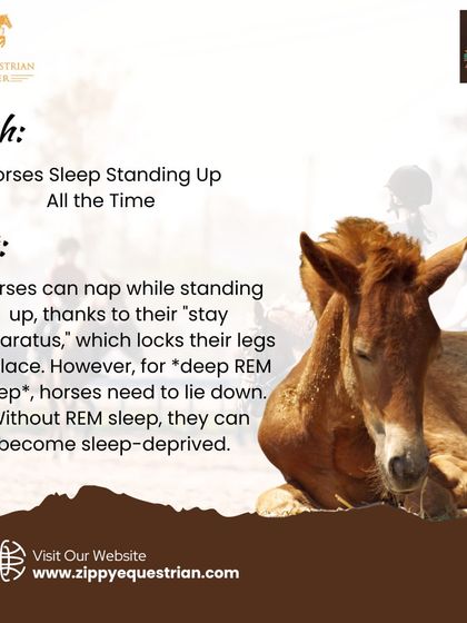 Do horses sleep standing up all the time? While they can doze on their feet, horses need to lie down for deep REM sleep to be truly rested. We love busting common horse myths.
