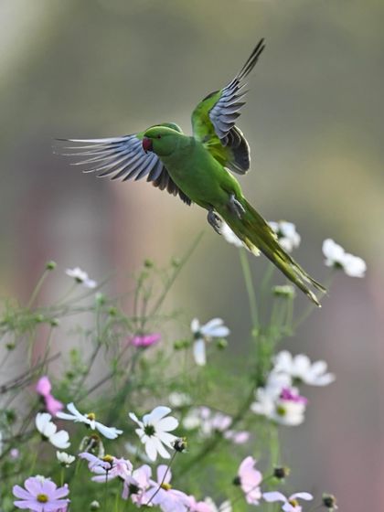 A parakeet hovers over a patch of cosmos flowers at Sundar Nursery. The scene is full of life and color.