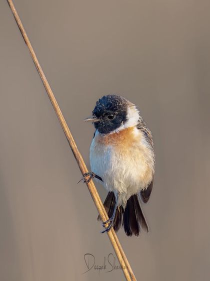 A tiny gem from Jim Corbett National Park. The Siberian Stonechat may be small, but its delicate beauty and cheerful presence are a delight to capture.
