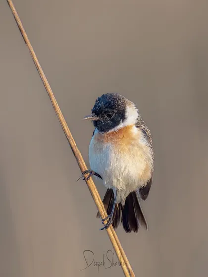 A tiny Siberian Stonechat, a winter visitor to the grasslands of India. Birding is about appreciating all sizes, and capturing this little traveler was a wonderful part of my Jim Corbett expedition.