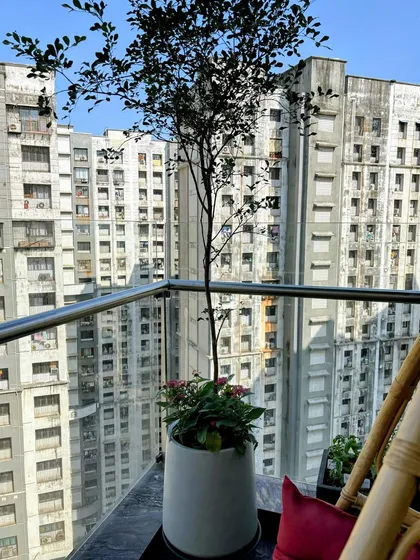 A single Bucida tree in a contemporary pot stands as a sculptural element on this balcony. It adds height and a touch of nature against the urban backdrop of city buildings.