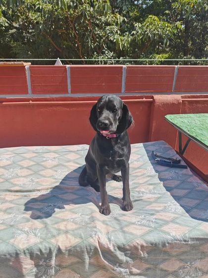 This sweet face says it all. We create an environment where dogs can truly relax and be themselves.