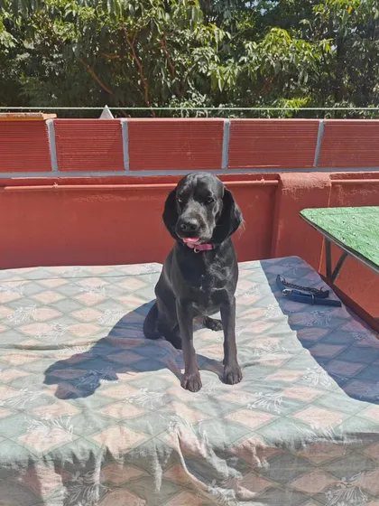 This sweet face says it all. We create an environment where dogs can truly relax and be themselves.
