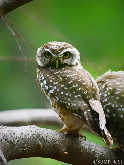 Making eye contact with an owl is always a fascinating experience. This Spotted Owlet, with its intense yellow eyes, seems to look right through the lens.