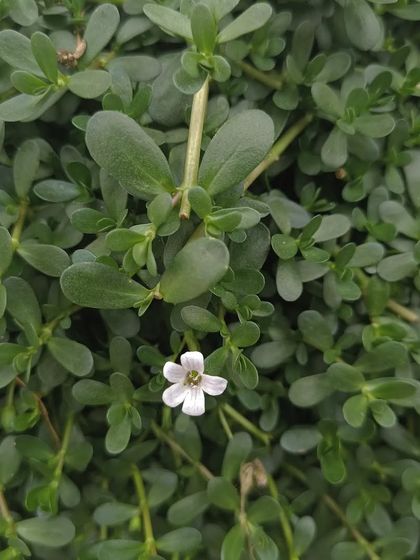 A close-up of a Brahmi flower. This herb is known for its benefits in reducing stress and anxiety, and you can grow it right at home.