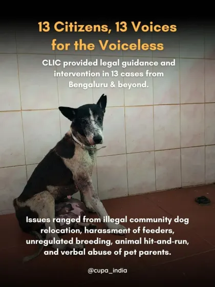 Cupa - Animal Cruelty Legal Aid & Advocacy Our Legal Fight for Animals photo 12