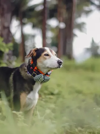 WoofWoof Stories - Pet & Family Photography Outdoor Adventures photo 6