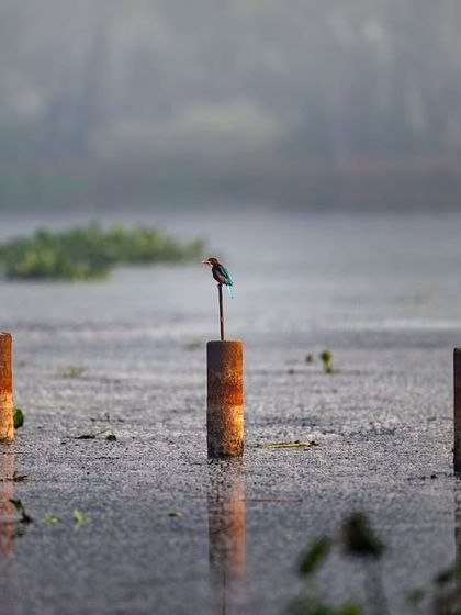 A lone kingfisher perched on a rusty pole in the middle of the water. The composition is simple but effective, telling a story of patience and solitude.