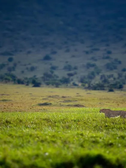 A cheetah is dwarfed by the vast landscape of the Masai Mara. This "cheetahscape" is intended to show the animal in the context of its sprawling habitat, emphasizing the space these predators need to survive.