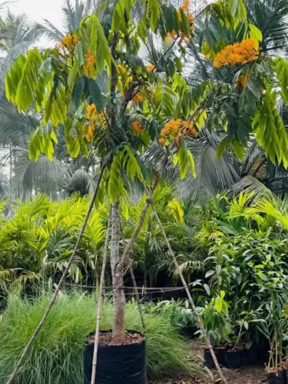 A flowering Saraca Asoca, or Ashoka tree, a sacred tree known for its beautiful orange blossoms.