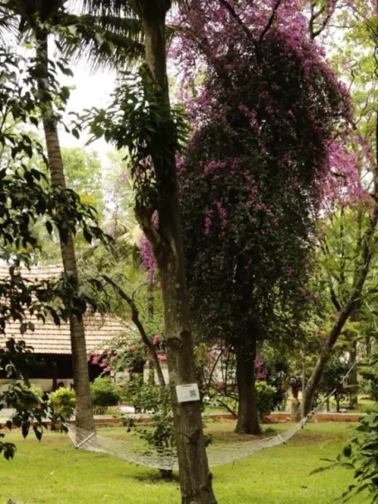 A hammock strung between two trees in our garden, inviting you to rest and relax. This is a perfect spot to read a book or take a nap, swayed by the gentle breeze.