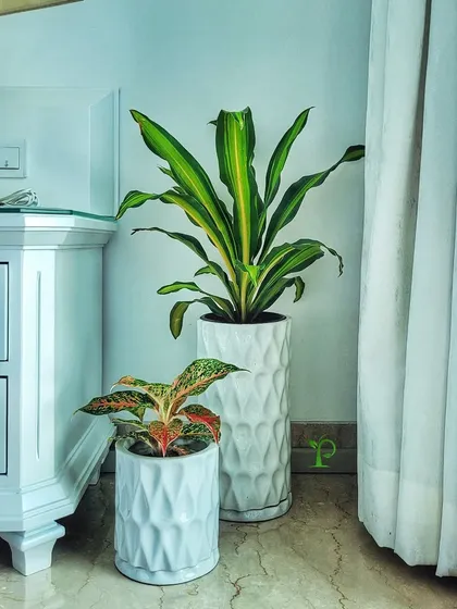 Getting your home ready for Diwali? A pair of beautiful indoor plants in elegant ceramic planters can add the perfect festive touch to your decor. I am always here to help you get your space festival-ready.