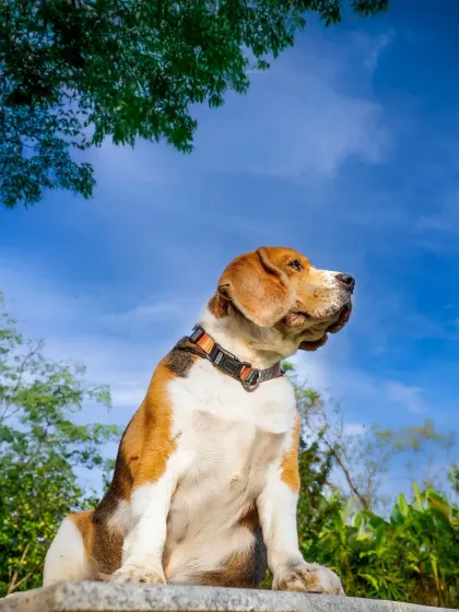 My attempt at a dramatic, low-angle shot was met with stubborn refusal from Scamp, who insisted on looking up. The result is this proud, majestic portrait of my high-flying hotshot.