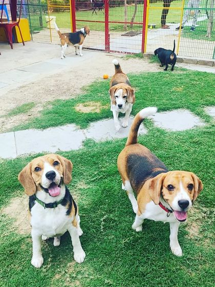 A pack of Beagles eagerly running towards the camera, ready for their next adventure or perhaps a tasty snack. Their energy is contagious.