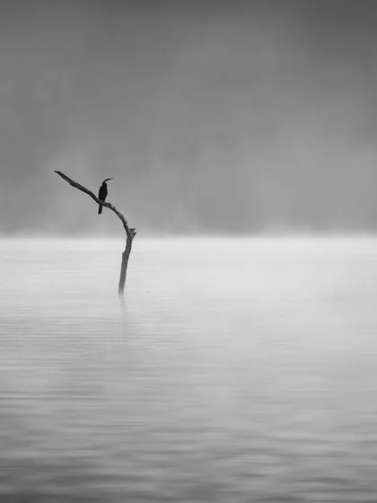 This image, titled 'Stillness', was nominated at the 19th International BW Spider Awards. For me, photography is a meditation, and this lone darter on the misty Bhadra river embodies the profound peace and stillness I seek to capture in all my work.