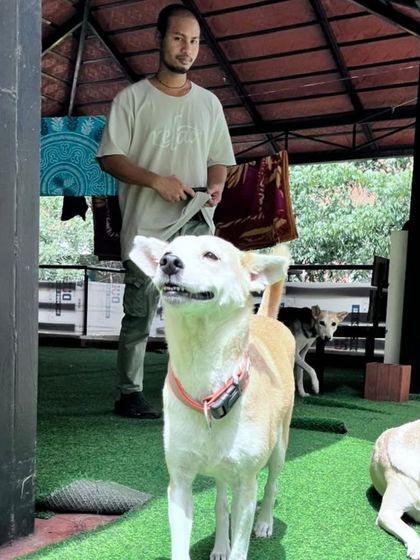 One of my team members with an Indie dog on the terrace. We are all hands-on and love spending time with the dogs.
