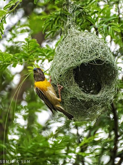 A male Baya Weaver showcasing his newly constructed nest, hoping to impress a discerning female. The quality of his work will determine his mating success.
